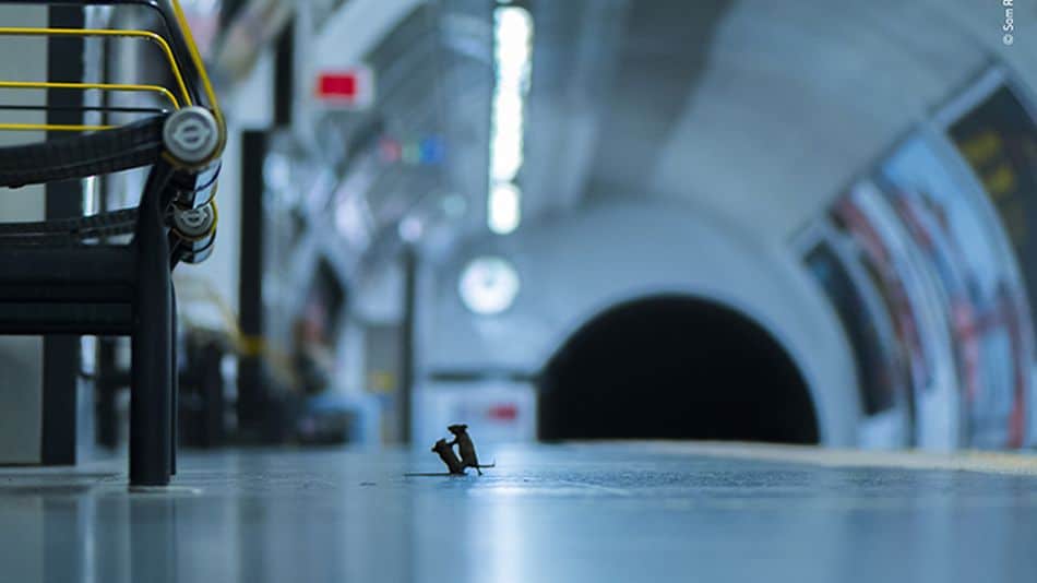 Fotografía de ratas en el metro